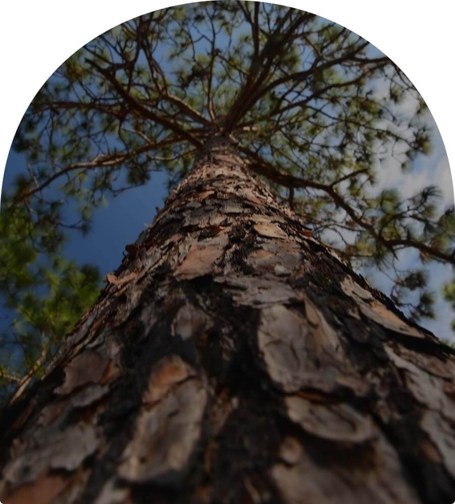 Поселок в лесу